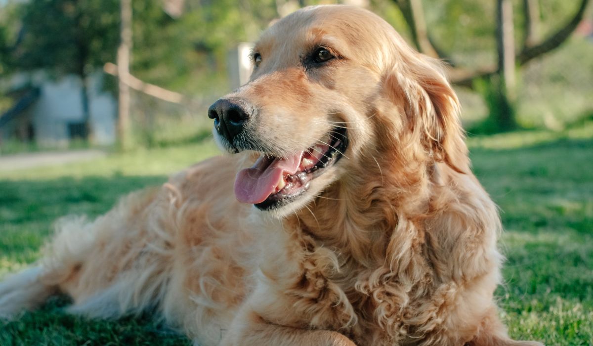 a dog lying on grass