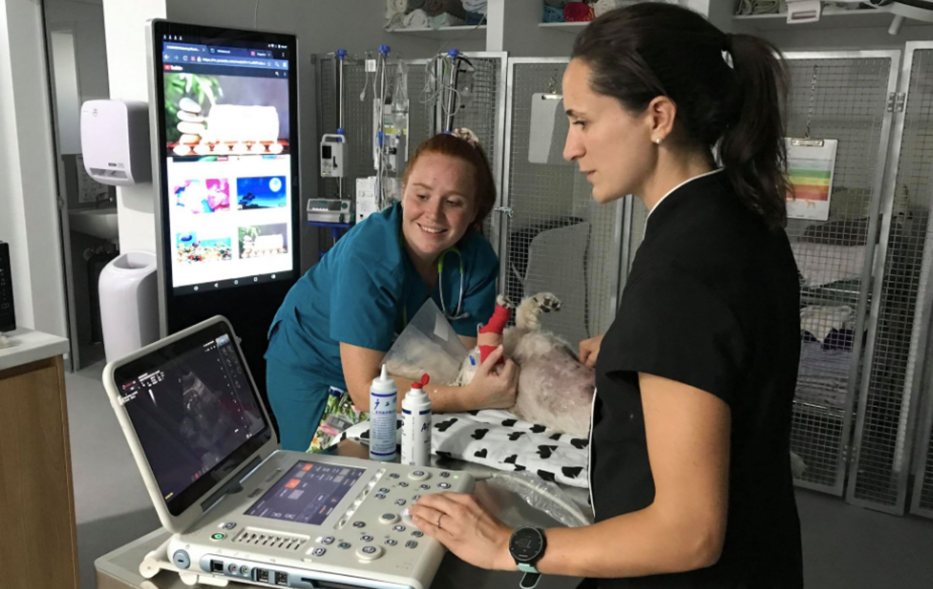 a dog being examined by a vet