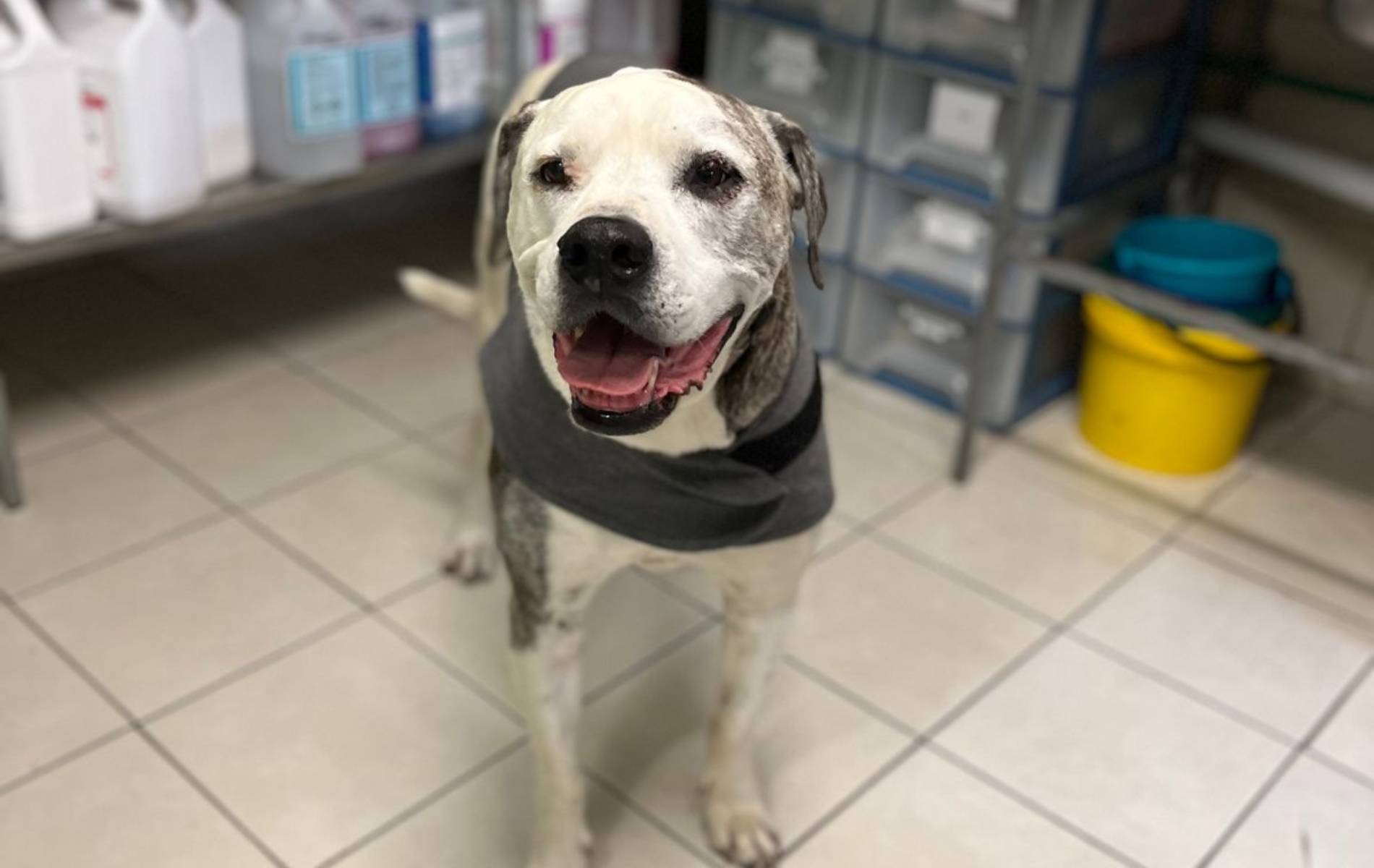 Dog wearing a vest in a vet clinic