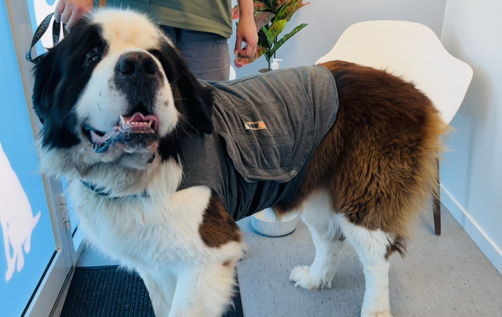 Dog wearing a vest in a vet clinic