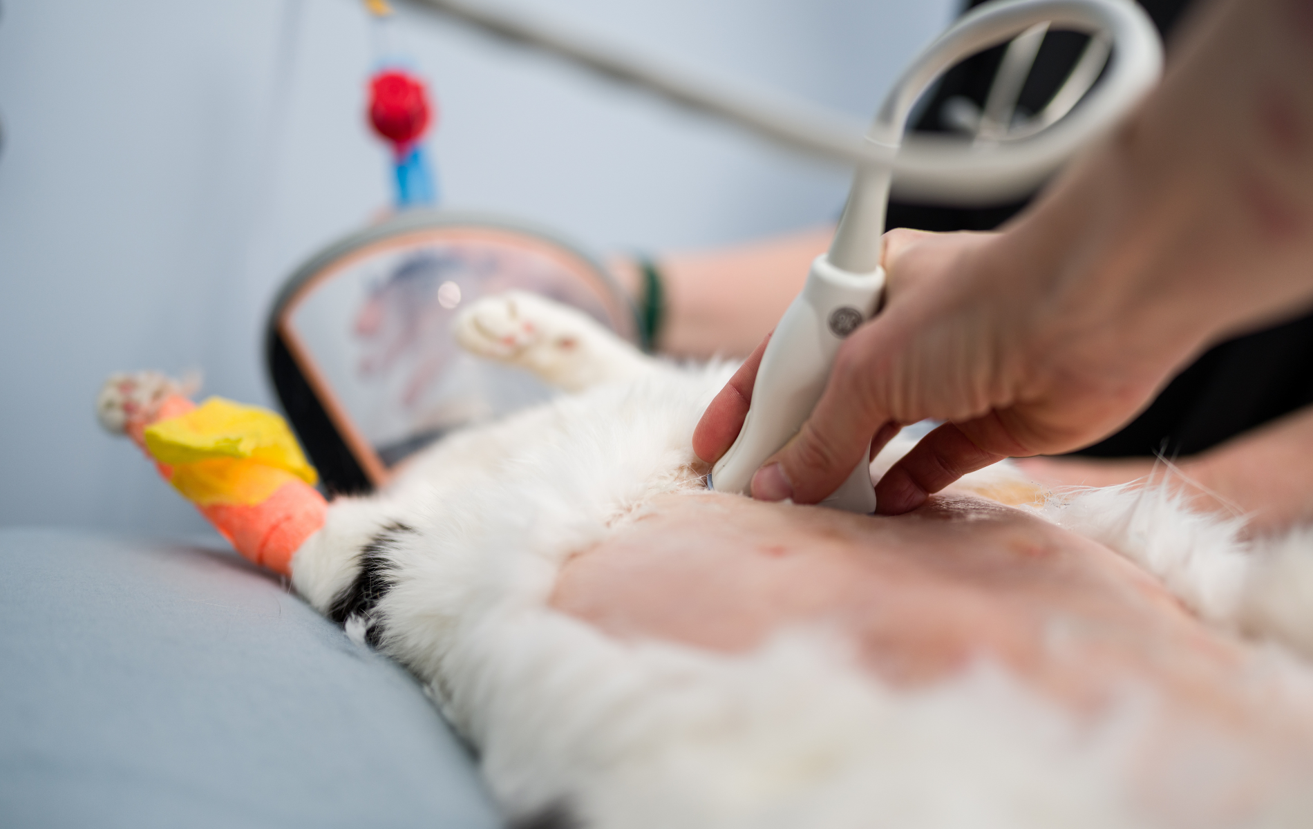 pet-abdominal-ultrasound