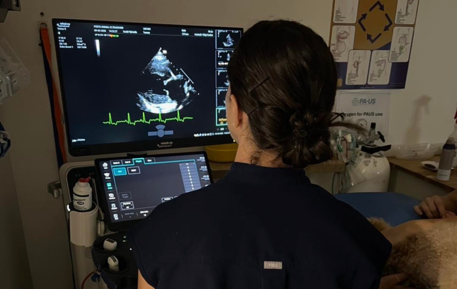 Ultrasound Training for Vets