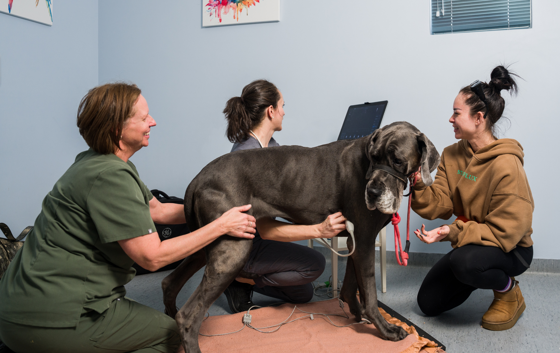 pet echocardiography