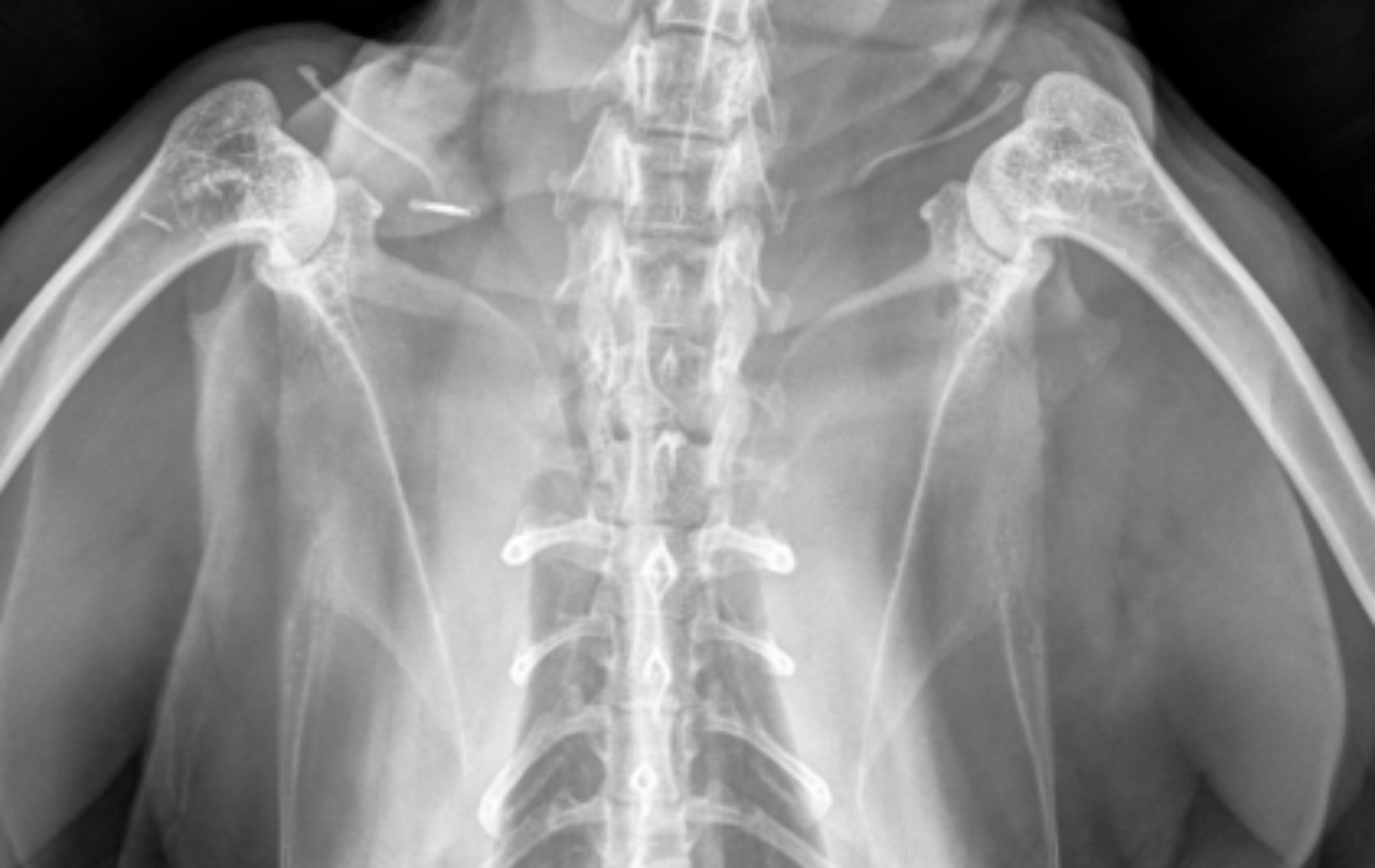 Dog wearing a vest in a vet clinic