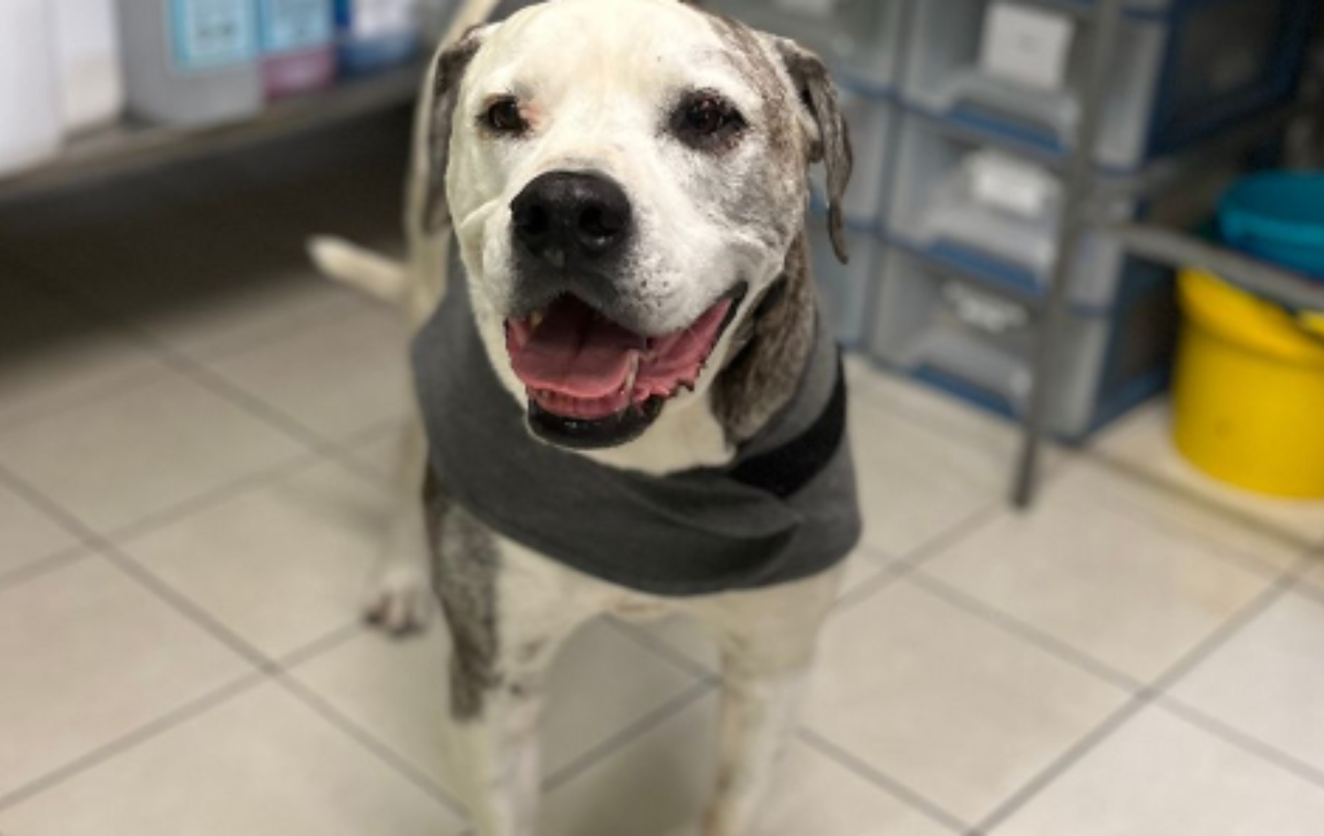 Dog wearing a vest in a vet clinic