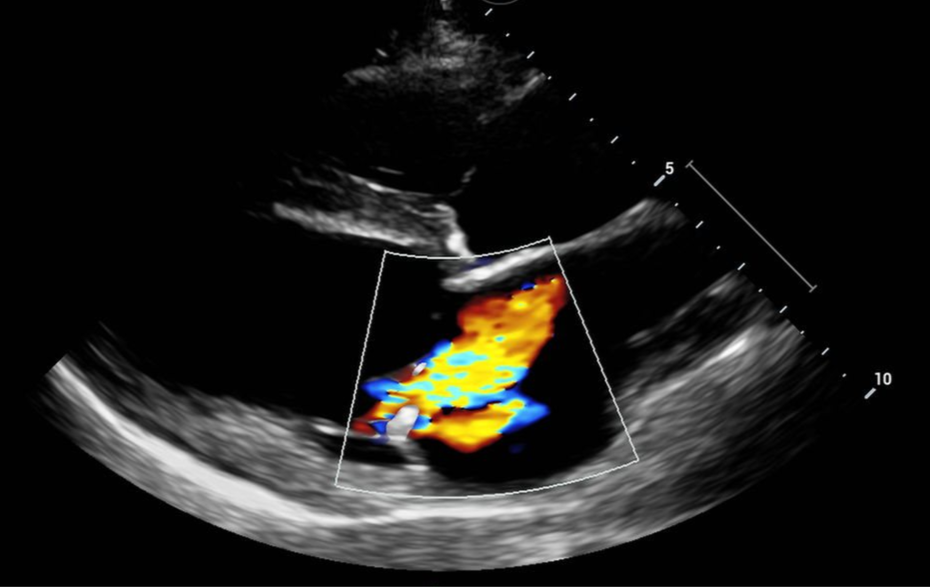 Ultrasound Training for Vets