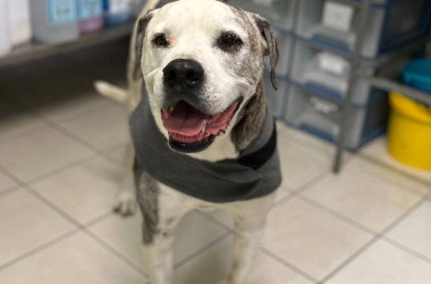 Dog wearing a vest in a vet clinic